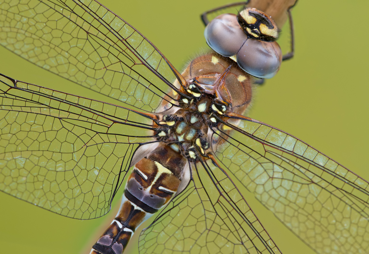 Migrant Hawker 3